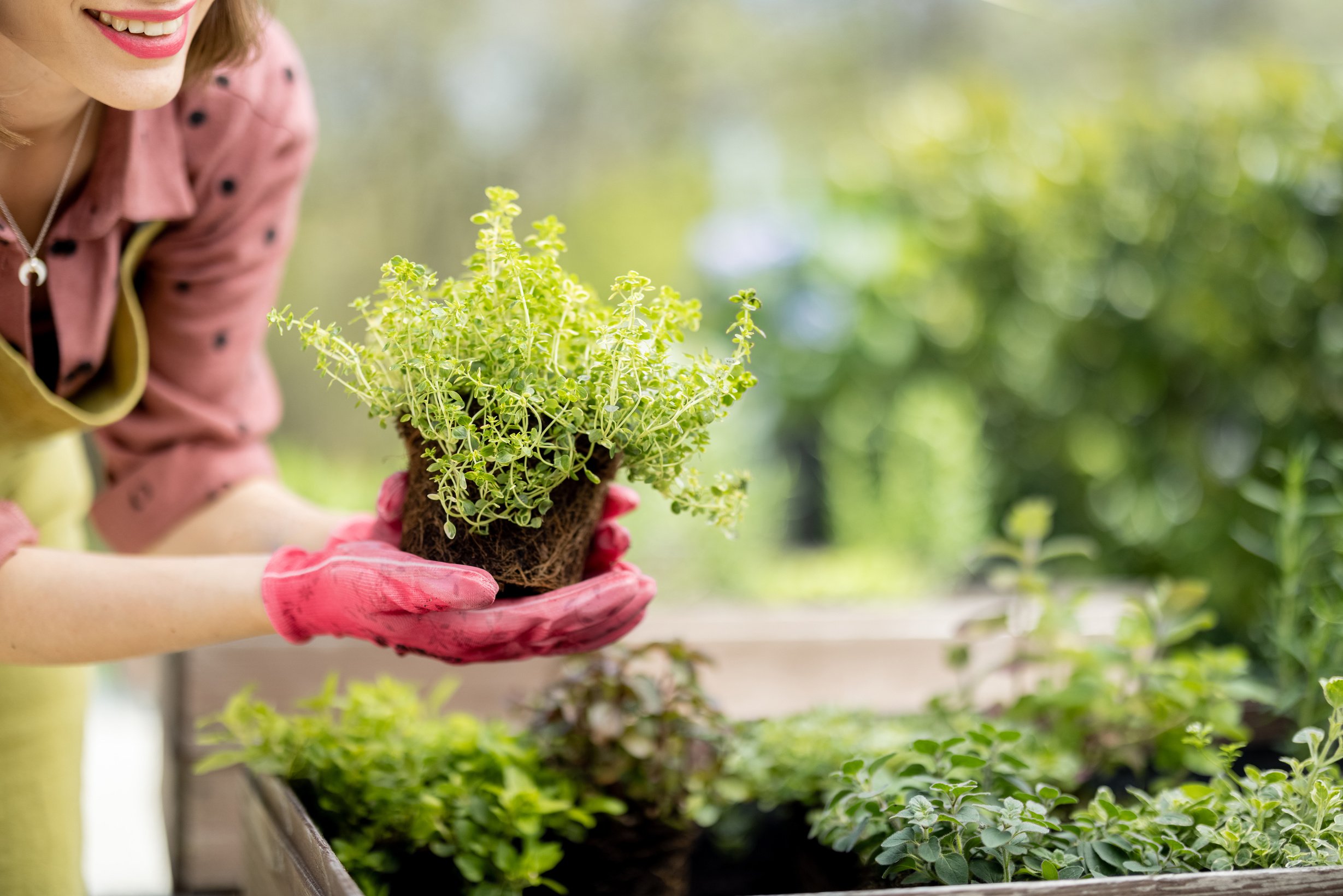 Woman Planting Spicy Herbs at Home Vegetable Garden