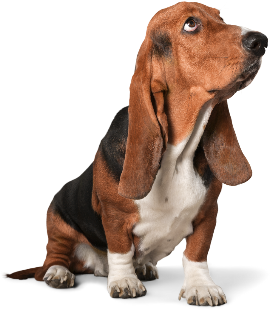 Basset Hound Dog 