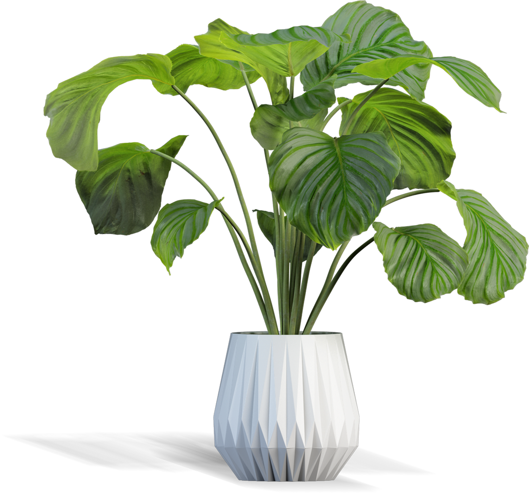 Plant Transparant