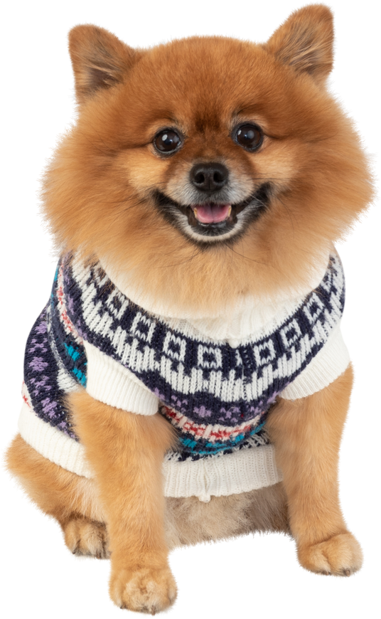 Pomeranian Dog Wearing Knitted Clothes