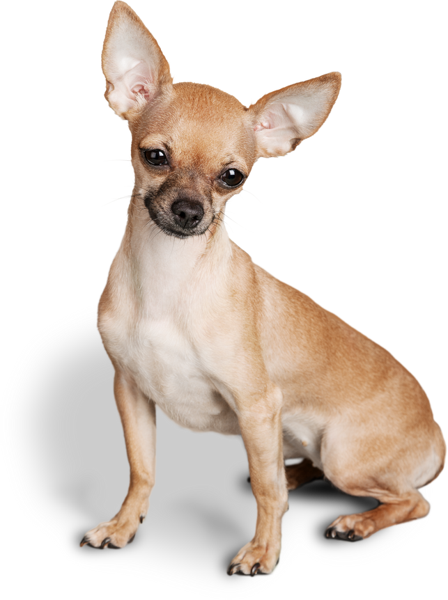 Red Chihuahua